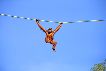 Borneo orangutan hanging on a rope, Malaysia