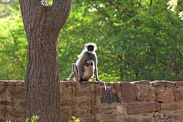 Hanuman Langurs on a wall, Galta Temple Rajasthan India