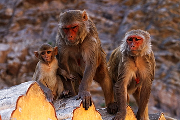 Rhesus macaques on wall, Galta Temple Rajasthan India