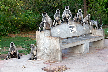 Hanuman Langurs on a bench in the city, Rajasthan India 