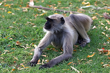 Hanuman Langur lying on grass, Rajasthan India 