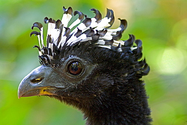 Bare-faced Curassow , Serra Geral Mata Atlantica Brazil 