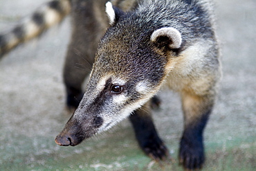 Ring-tailed coati, Iguazu Falls Parana Brazil 