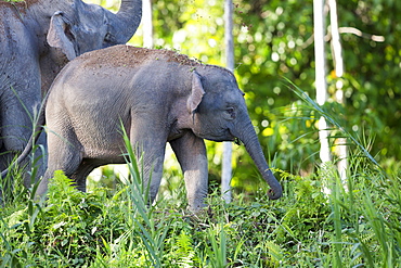 Borneo Pygmy Elephant and young in a clearing, Malaysia