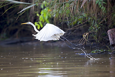 Intermediate egret in flight over water, Malaysia 