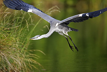 Grey Heron in flight, Midlands UK 