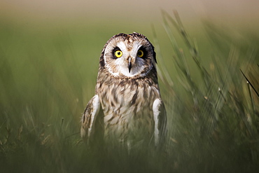 Short-eared owl in grass, UK 