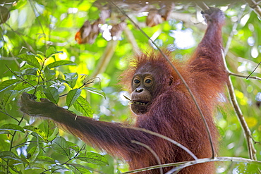 Young Borneo orangutan in the trees, Sabah Malaysia 