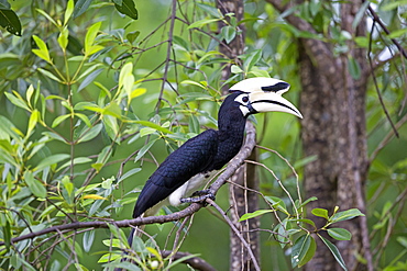 Oriental Pied Hornbill on a branch, Sabah Malaysia