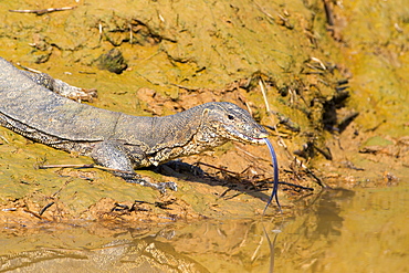 Common Water Monitor on the bank, Sabah Malaysia