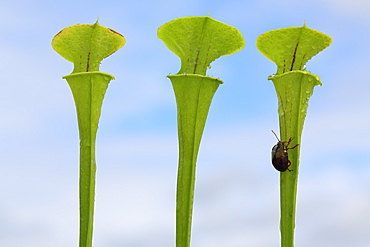 Beetle on Yellow Pitcher plants, Brittany France 