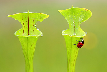 Beetle on Yellow Pitcher plants, Brittany France 