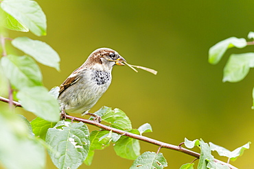 House Sparrow and twigs to the nest, Alsace France 