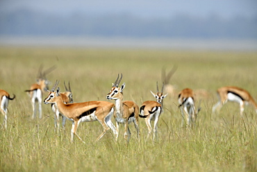 Thomson's gazelles in the savannah, Masai Mara Kenya