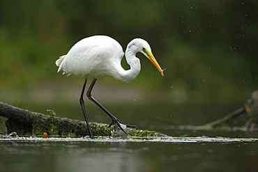 Great Egret fishing in the rain, Offendorf Alsace France 