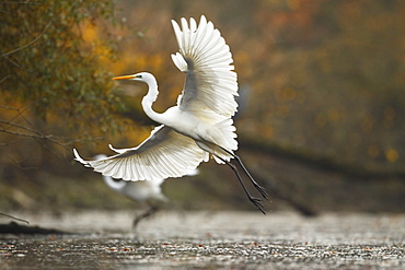 Great Egret flying away in autumn, Offendorf France