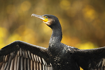 Great Cormorant drying in autumn, Offendorf France