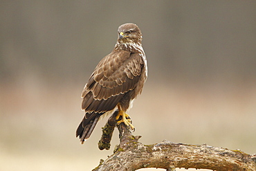 Buzzard on a branch, Offendorf Alsace France