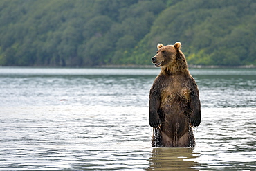 Brown Bear standing in water, Kuril Lake Kamchatka Russia 