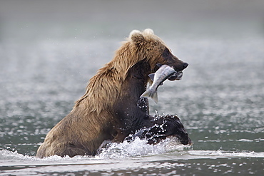 Brown Bear catching a Salmon, Kuril Lake Kamchatka Russia 