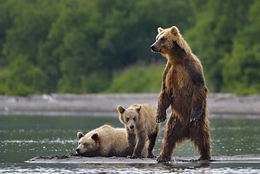 Brown Bear and cubs, Kuril Lake Kamchatka Russia 