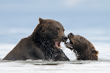 Brown Bears playing on water, Kuril Lake Kamchatka Russia 