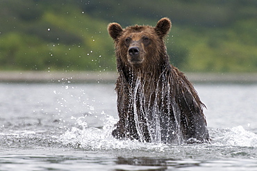 Brown Bear fishing on water, Kuril Lake Kamchatka Russia 