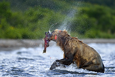 Brown Bear catching a Salmon, Kuril Lake Kamchatka Russia 