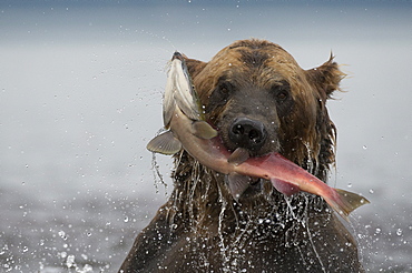 Brown Bear catching a Salmon, Kuril Lake Kamchatka Russia 