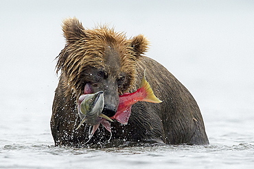 Brown Bear catching a Salmon, Kuril Lake Kamchatka Russia 