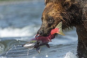 Brown Bear catching a Salmon, Kuril Lake Kamchatka Russia 