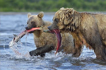 Brown Bear catching a Salmon, Kuril Lake Kamchatka Russia 