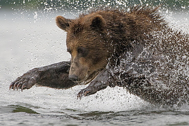 Brown Bear fishing a Salmon, Kuril Lake Kamchatka Russia 