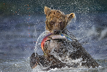 Brown Bear catching a Salmon, Kuril Lake Kamchatka Russia 