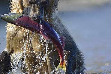 Brown Bear catching a Salmon, Kuril Lake Kamchatka Russia 