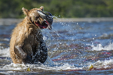 Brown Bear catching a Salmon, Kuril Lake Kamchatka Russia 