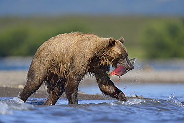 Brown Bear catching a Salmon, Kuril Lake Kamchatka Russia 