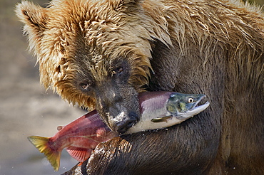 Brown Bear catching a Salmon, Kuril Lake Kamchatka Russia 