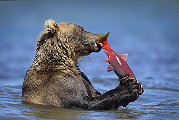 Brown Bear eating a Salmon, Kuril Lake Kamchatka Russia 