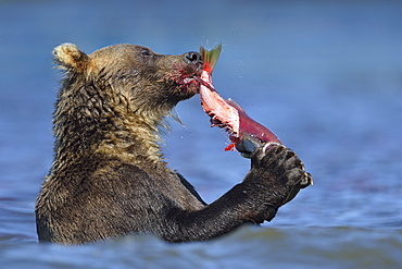 Brown Bear eating a Salmon, Kuril Lake Kamchatka Russia 