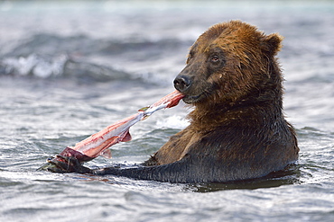 Brown Bear eating a Salmon, Kuril Lake Kamchatka Russia 