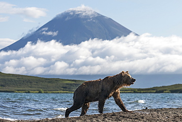 Brown Bear on bank and volcano, Kuril Lake Kamchatka