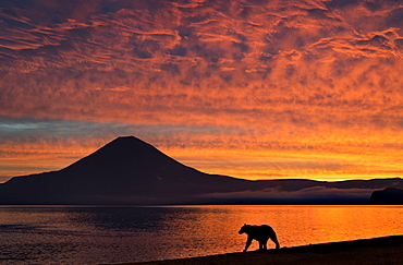 Brown Bear and volcano at dawn, Kuril Lake Kamchatka Russia