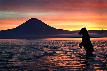 Brown Bear and volcano at dawn, Kuril Lake Kamchatka Russia