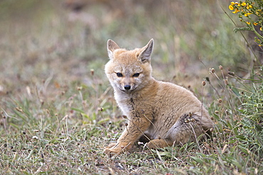 Young South American Grey Fox , Torres del Paine Chile