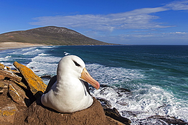 Black-browded albatros on nest, Falkland islands