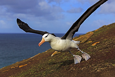 Black-browded albatros taking off, Falkland Islands