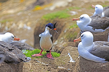 Imperial shag and Black-browded albatros, Falkland Islands