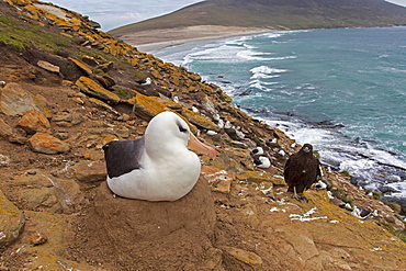 Striated caracara and Black-browded albatros -Falkland Isl.