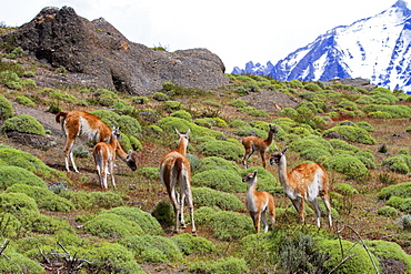 Guanacos in the steppe, Torres del Paine Chile